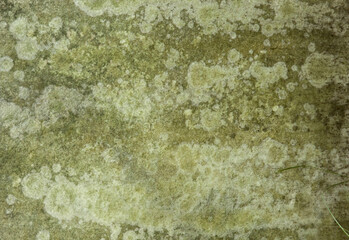 Moldy Green Concrete Texture 001