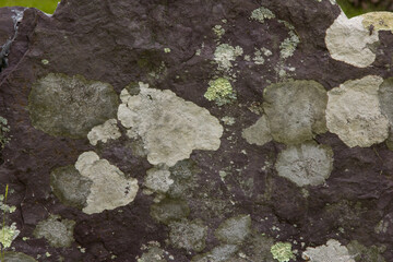 Moldy Red Rock Texture 002