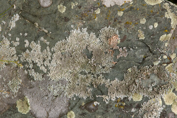 Moldy Rock Texture Surface 001