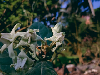 Calotropis gigantea, the crown flower, is a species of Calotropis native to Cambodia, Bangladesh,Thailand, Sri Lanka, India.
