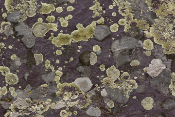 Moldy Red Rock Texture 003