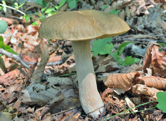 Edible mushroom cep (Boletus edulis)
