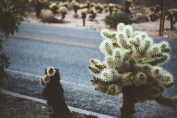 A view of a small cholla cactus growing on the side of a road.