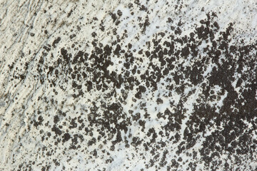 Black and White Spotted Rock Texture 002