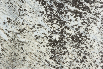 Black and White Spotted Rock Texture 003