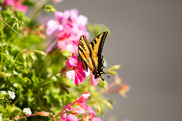 A view of a western tiger swallowtail butterfly drinking nectar from pink flowers, seen in...