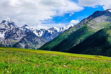 Fototapeta na wymiar White glaciers and green grasslands in the Tianshan Mountains,Xinjiang,China.