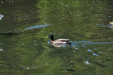 Ducks in the pond of Kaliningrad in the summer.