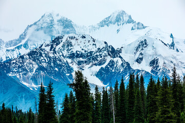 White glaciers and green forest in the Tianshan Mountains,Xinjiang,China.