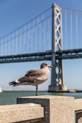 Seagull stands by one leg with blurry background of bridge.