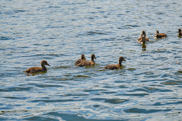 Ducks in the pond of Kaliningrad in the summer.