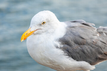 Obraz premium Close focus on head and body of large seagull.