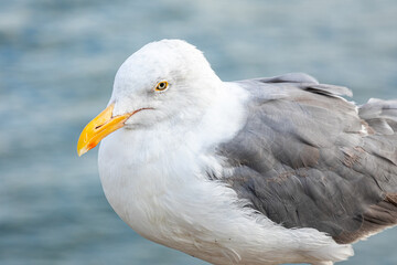Close focus on head and body of large seagull.