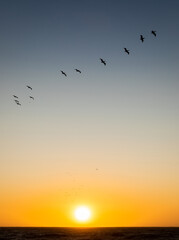 Flock of flying seabirds over sea horizon at sunset.