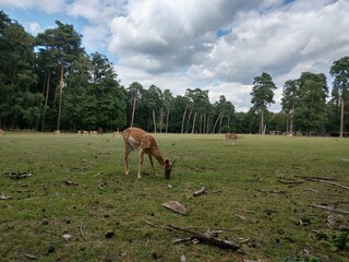 horse and foal