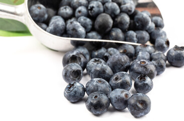 fresh ripe blueberries in a baker's scoop isolated on white