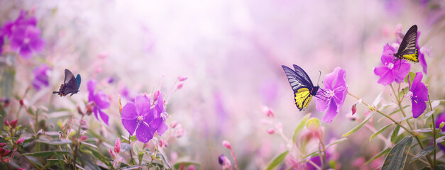 Butterflies and purple flowers of nature in the rays of sunlight in summer in the spring close-up...