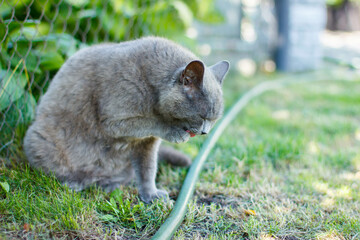 gray cat washes, sitting in the green grass