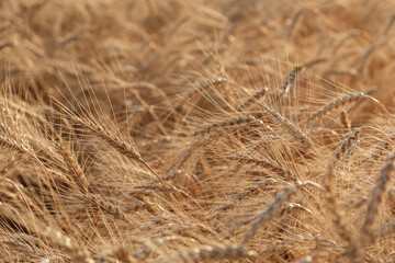 View of ripening wheat field at summer day at sunset. Ripe wheat background close up. Agriculture industry