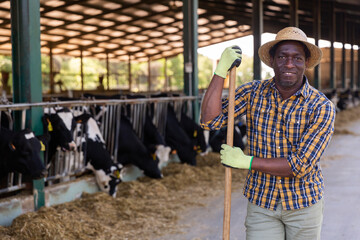 Positive american Male farmer posing against background of cows in stall