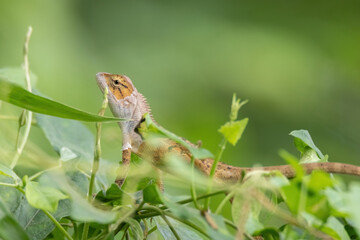 view of a oriental garden lizard in nature