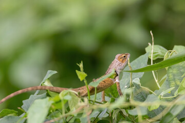view of a oriental garden lizard in nature