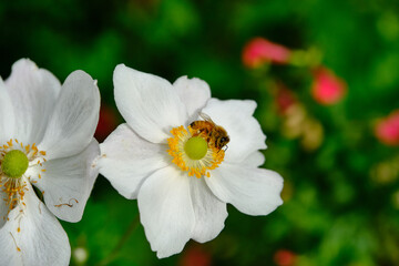Fototapeta na wymiar Bee Foraging On A Japanese anemone (Anemone hupehensis) is a tall, stately perennial that produces glossy foliage and big, saucer-shaped flowers in shade's