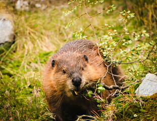 prairie dog eating