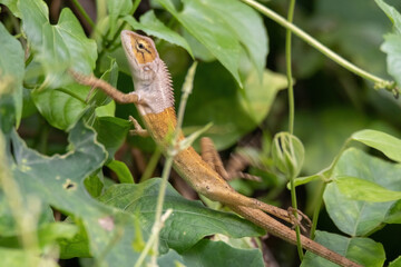 view of a oriental garden lizard in nature