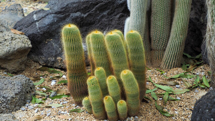 ふわふわなサボテン