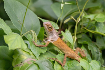 view of a oriental garden lizard in nature