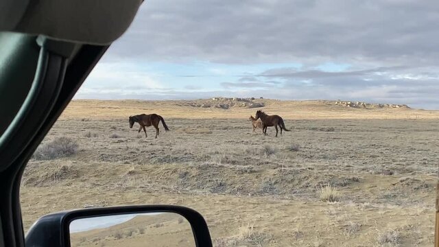 Wild Horses Running On Dry Desert Land In New Mexico USA, Vehicle Passenger POV