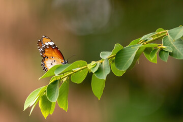 view of a butterfly in nature