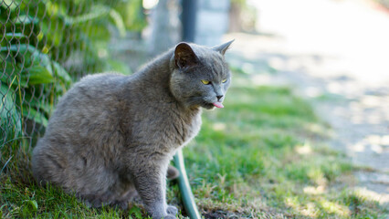 Naklejka na ściany i meble gray cat showed tongue sitting in the green grass
