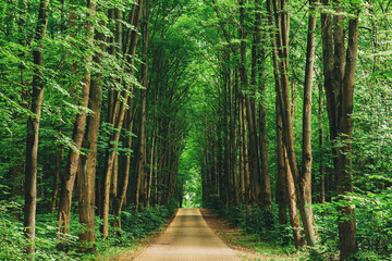 Walkway Lane Path With Through Tilia Cordata Trees In Forest. Beautiful Alley, Road In Park. Pathway, Way In Summer Small-leaved Lime, Occasionally Littleleaf Linden Or Small-leaved Linden Woods