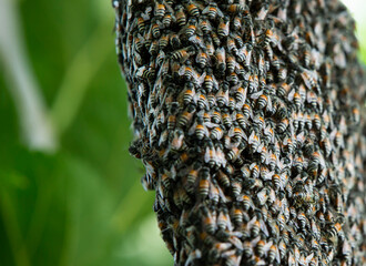 close up of bee on honeycomb