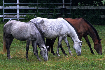 Naklejka na ściany i meble horse and foal