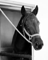 arabian horse on cross tie