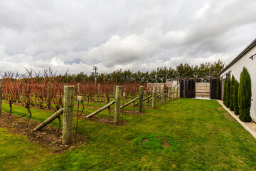 Fototapeta na wymiar Martinborough, New Zealand - May 29, 2021: Rows of vines in Poppies Martinborough in New Zealand