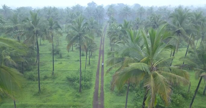 Man Walking Along Rural Landscape, Dirt Road Between Fields With Coconut Woods In Cotigao Wildlife Sanctuary, South Goa, India. - Aerial Pullback Shot