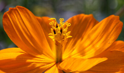 Oranges Schmuckkörbchen [Cosmos sulphureus] © Freigeistsuppe