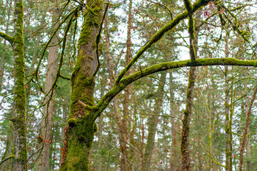 Obraz premium カナダのヴィクトリアの観光名所を旅行している風景 Scenes from a trip to the sights of Victoria, Canada. 