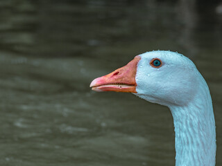 beak goose. neck goose. white goose close-up. goose in the water 