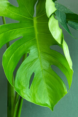 Philodendron monstera obliqua