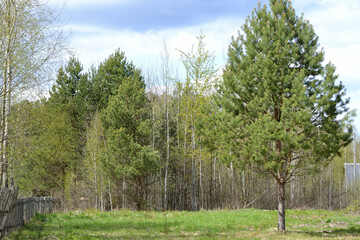 Spring landscape with trees, green grass, blue sky and wooden garden fence