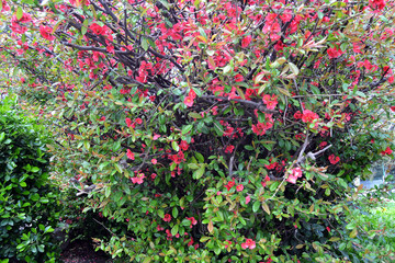 Large bush of flowering succulent plant Christ thorn Euphorbia milii. Green leaves and pink flowers, sunny day in a tropical park of Crimea.