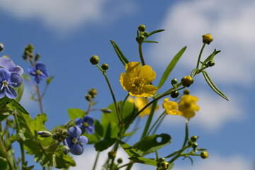 Beautiful spring or summer nature background. Bouquet of wildflowers against a clear blue sky