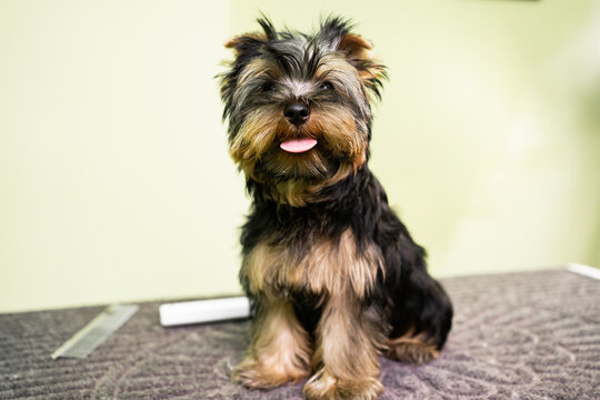 Yorkshire terrier. cute dog before or after a haircut at the groomer.
