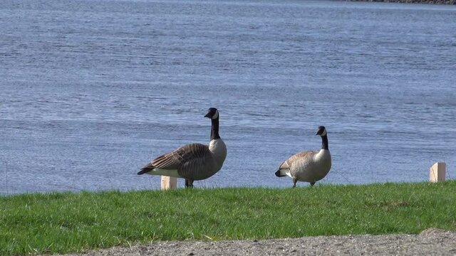 Canada Goose on a lake