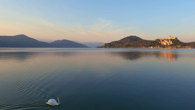 White swan swimming on smooth surface of lake Maggiore water with reflection of Angera castle in Italy. View from jetty